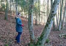 Der Traunsee und die Berge