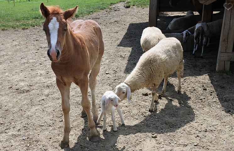 tiere-am-bauernhof