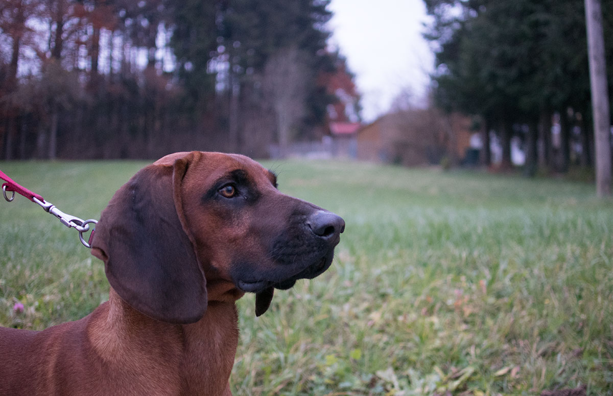  wandern-am-grünberg-in-gmunden-hund-heiko