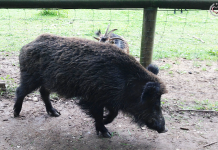 Naturpark Sparbach – Gebissen vom Wildschwein wildschwein