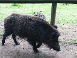 wildschwein