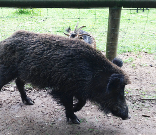 Naturpark Sparbach – Gebissen vom Wildschwein wildschwein