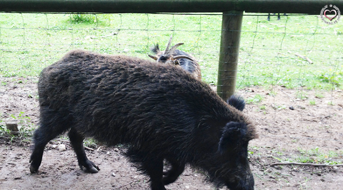 Naturpark Sparbach – Gebissen vom Wildschwein wildschwein
