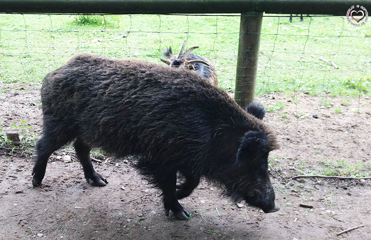 wildschwein